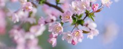 竹节海棠的养殖方法和注意事项