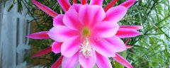 羊角蜜从开花到采摘需要几天