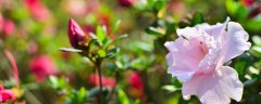 茶花可以放在客厅养吗