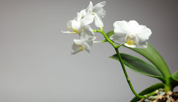 花盆土里有虫子怎么去除 花盆土里有虫子怎么去除