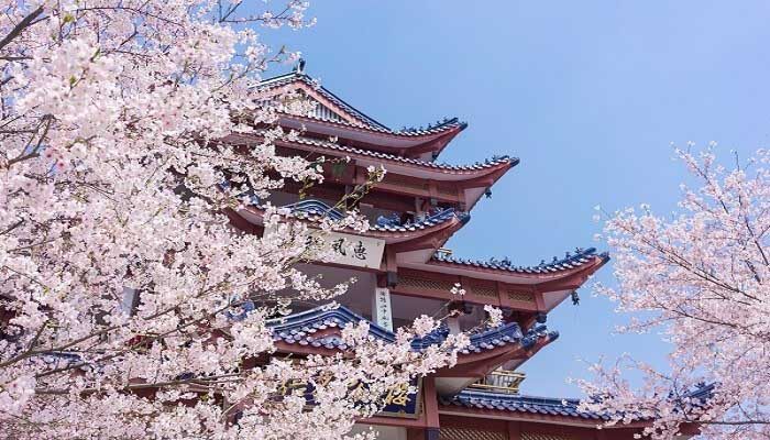樱花为什么是日本国花 樱花为什么是日本国花