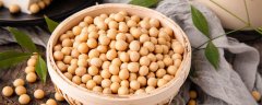 黄豆发酵做肥料步骤