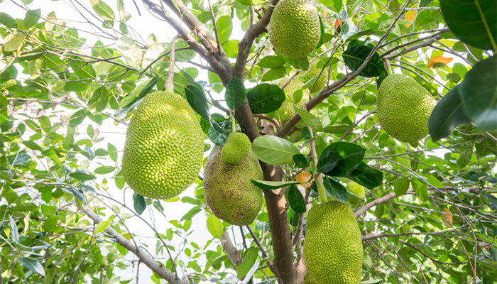 菠萝蜜怎么种植方法 菠萝蜜怎么种植方法