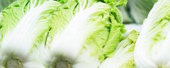 6月份露天适合种植什么蔬菜
