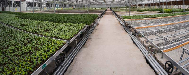 山药豆怎么种植方法 山药豆怎么种植方法