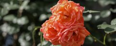 几月插月季花成活率高