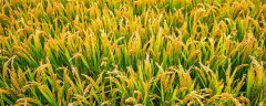 甲维虫螨腈使用说明