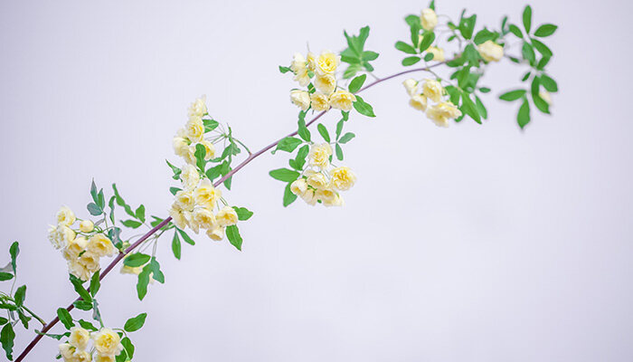 蟹爪莲开花时怎样护理 蟹爪莲开花时怎样护理