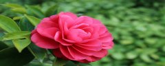茶花禁忌家养