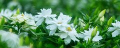 栀子花养在室内对人体有害吗