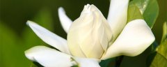 栀子花零下多少度冻死