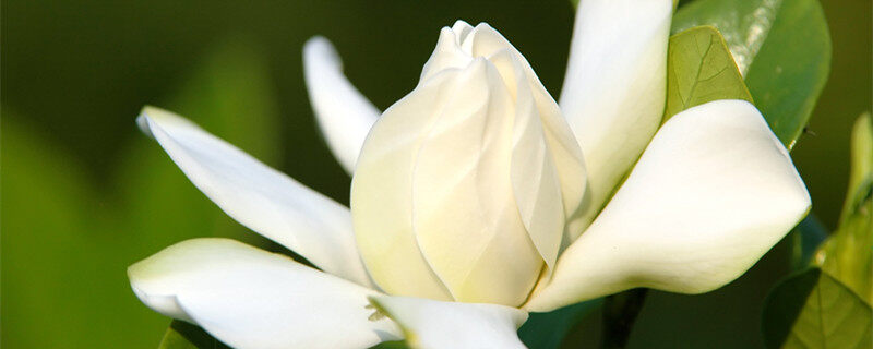 栀子花零下多少度冻死 栀子花零下多少度冻死