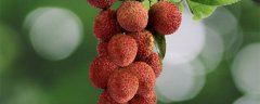 妃子笑荔枝花芽分化期
