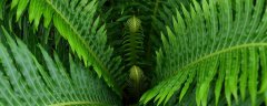乌毛蕨是国家保护植物吗