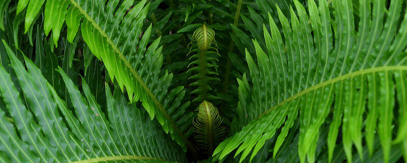 乌毛蕨是国家保护植物吗 乌毛蕨是国家保护植物吗