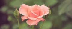 月季冬天开花吗?