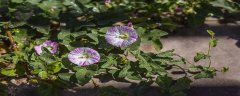 牵牛花的颜色变化过程