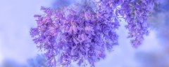 蓝花楹适合在哪里种植