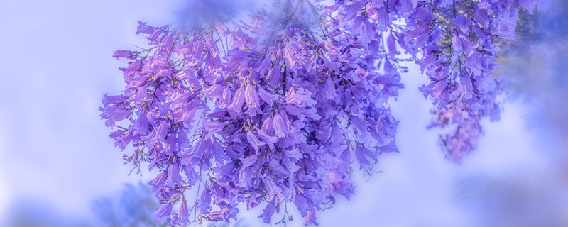 蓝花楹适合在哪里种植 蓝花楹适合在哪里种植