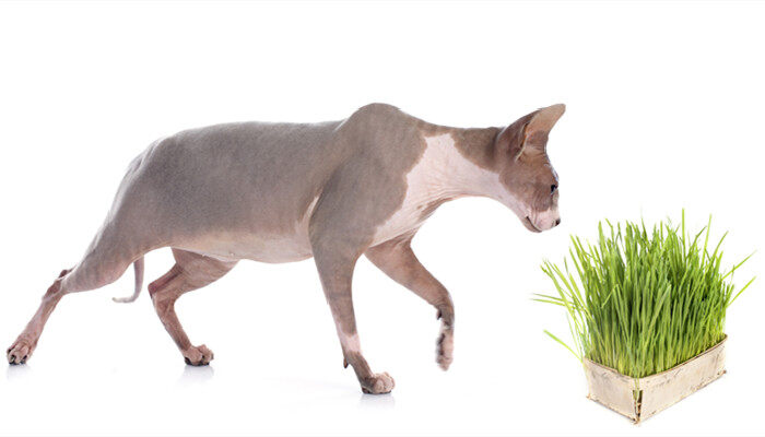 猫草是小麦吗 猫草是小麦吗