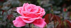 月季花的花瓣像什么