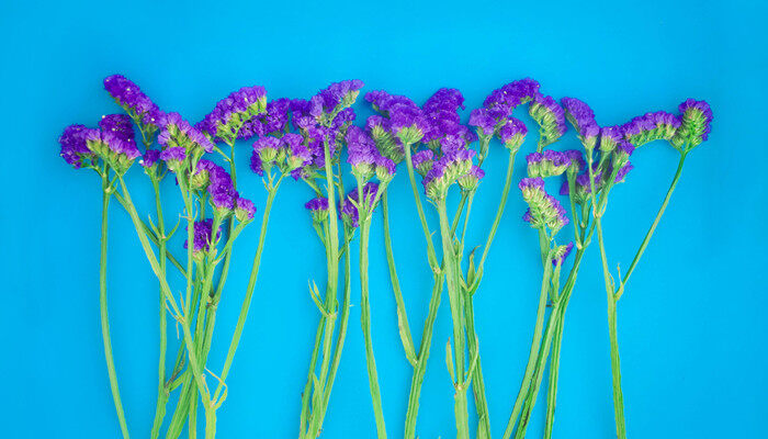 勿忘我种子种植方法 勿忘我种子种植方法