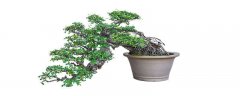 黄杨盆景制作