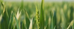 百农307小麦产量如何