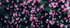 蔷薇花什么季节种植好?