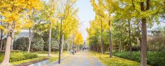 成都市树叫什么名字