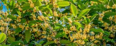 桂花叶斑病