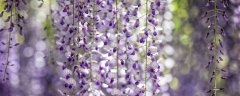 紫藤花的花语及象征意义