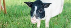 香猪最大能养多少斤