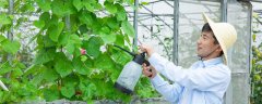 硝磺莠去津对下茬有什么影响