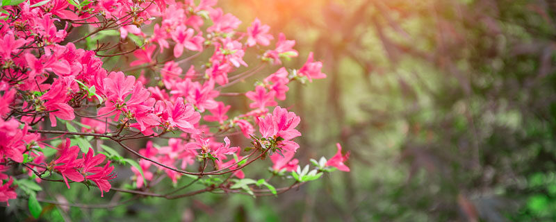 怎样修剪杜鹃花 怎样修剪杜鹃花