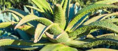 芦荟可以养在室内吗