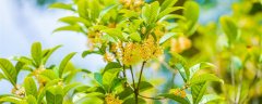 桂花颜色,形状,香味有什么特点