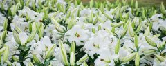 各种颜色百合花的花语和寓意