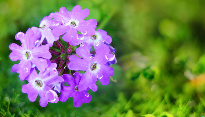七朵花的花语是什么 七朵花的花语是什么