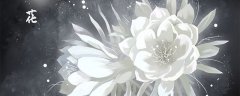 昙花为什么不能送人