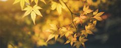 加拿大的国花是什么花