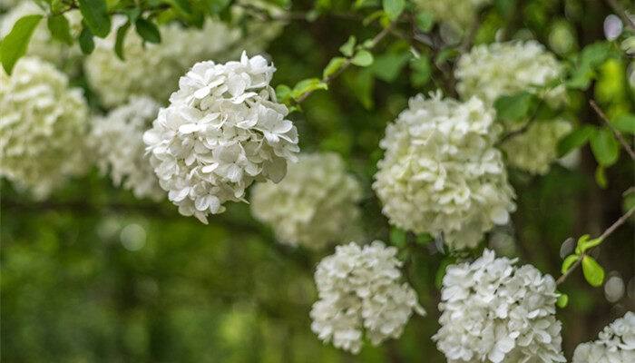 琼花是什么花 琼花是什么花