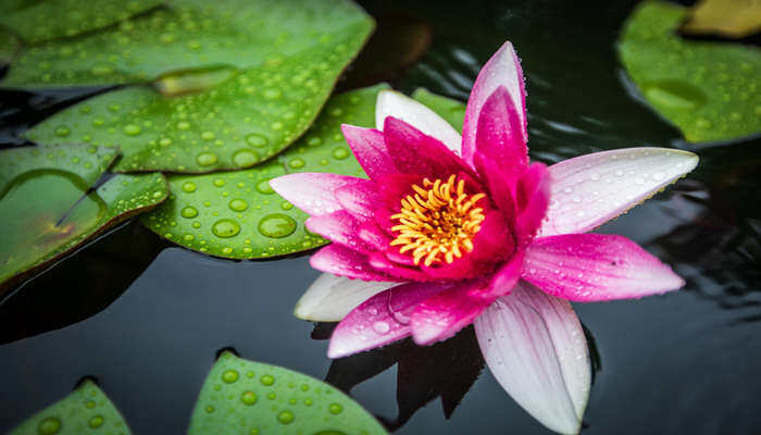 澳门莲花标志 澳门莲花标志