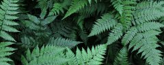 金毛狗蕨类植物是二级保护吗