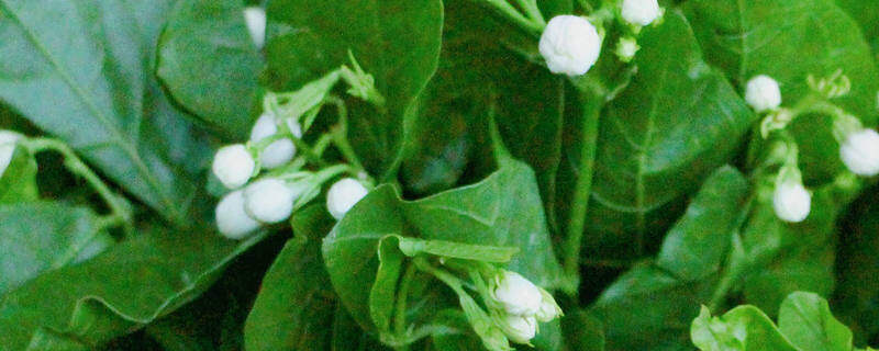 茉莉花的修剪方法 茉莉花的修剪方法