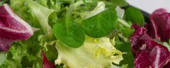 紫叶生菜种植时间和方法