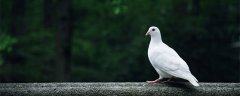 家鸽气体交换的部位是什么