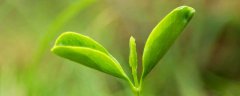植物组织培养的六大步骤