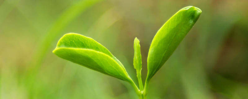 植物组织培养的六大步骤 植物组织培养的六大步骤