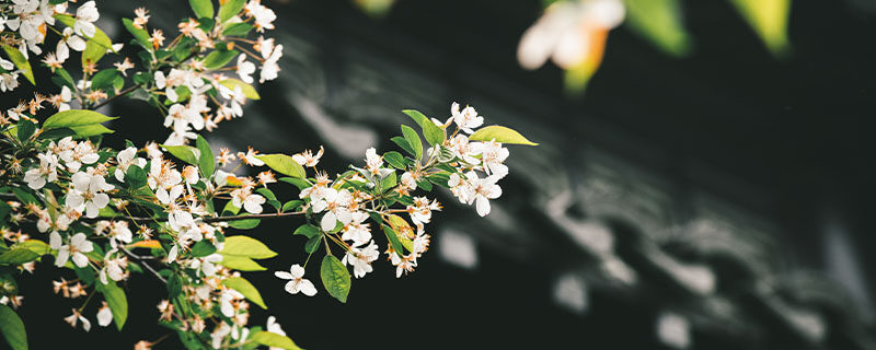 竹节海棠换盆怎么浇水 竹节海棠换盆怎么浇水